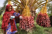 ۴۷ هزار تن خرمای سیستان و بلوچستانی روانه بازار مصرف شد