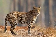 Iranischer Leopard in einem der Schutzgebiete von Boushehr