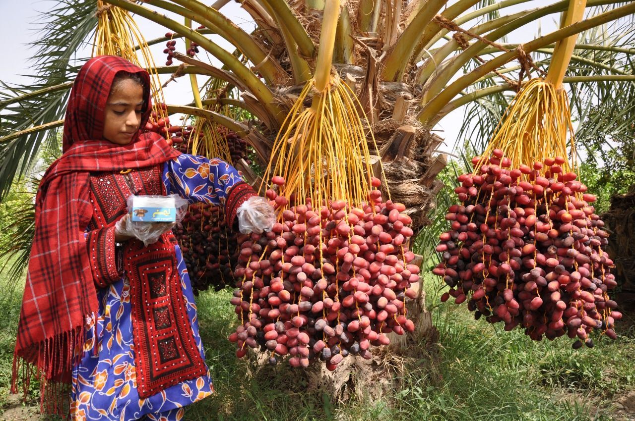 ۴۷ هزار تن خرمای سیستان و بلوچستانی روانه بازار مصرف شد