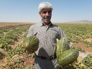 فیلم | خربزه «مشکان» در خوشاب خراسان رضوی