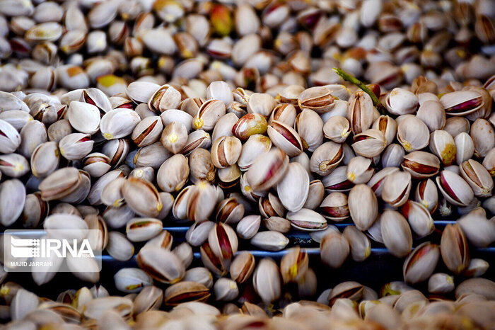 لب خندان پستههای کویر قم در بازار شیرین خشکبار