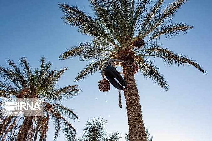 Финиковые пальмы; сельскохозяйственный потенциал на "родине иранского солнца"