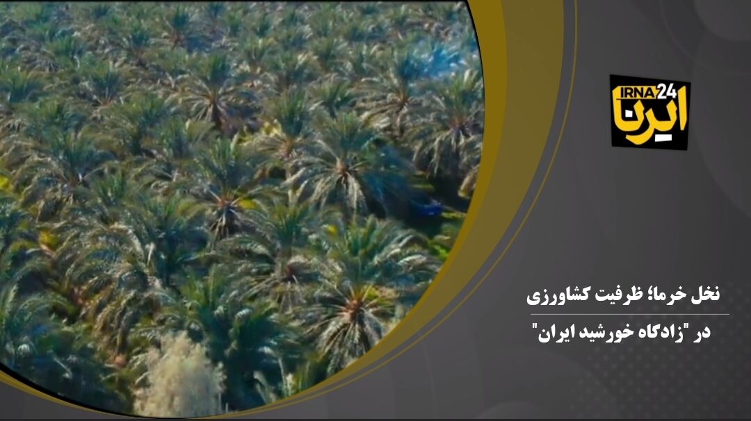 فیلم | نخل خرما؛ ظرفیت کشاورزی در «زادگاه خورشید ایران»
