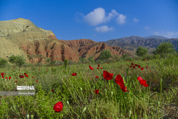 زنجان