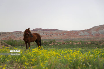 زنجان