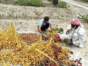 برداشت خرما در منطقه سرباز  بلوچستان آغاز شد