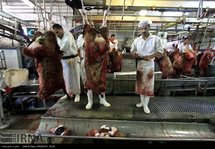 کشتارگاه آماده افتتاح چالوس معطل تامین زیرساخت ها +فیلم