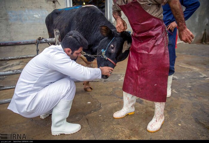 کشتارگاه آماده افتتاح چالوس معطل تامین زیرساخت ها +فیلم