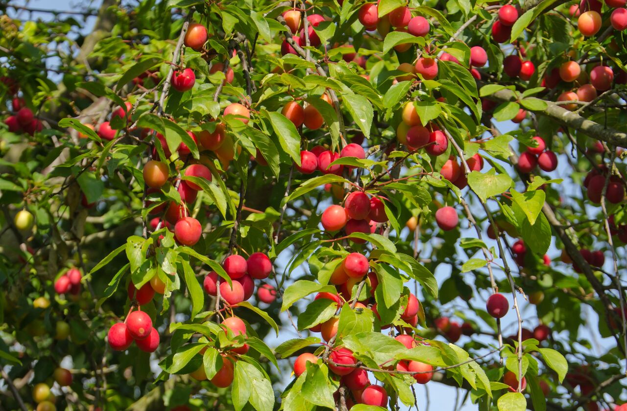 پیشبینی برداشت ۲۸ هزار تن آلوچه از باغات مراغه پیشبینی برداشت ۲۸ هزار تن آلوچه از باغات مراغه