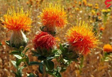 دانه روغنی گل‌رنگ در راستای تغییر الگوی کشاورزی دیم در دماوند کشت شد 