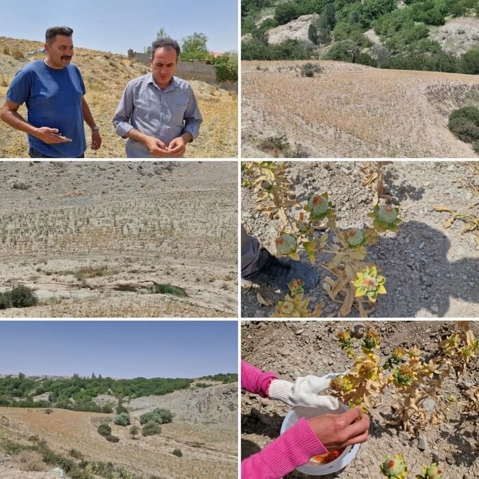 دانه روغنی گل‌رنگ در راستای تغییر الگوی کشاورزی دیم در دماوند کشت شد 