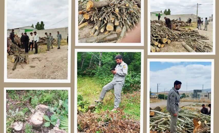کشف درختان قطع شده در دیزمار ورزقان کشف درختان قطع شده در دیزمار ورزقان