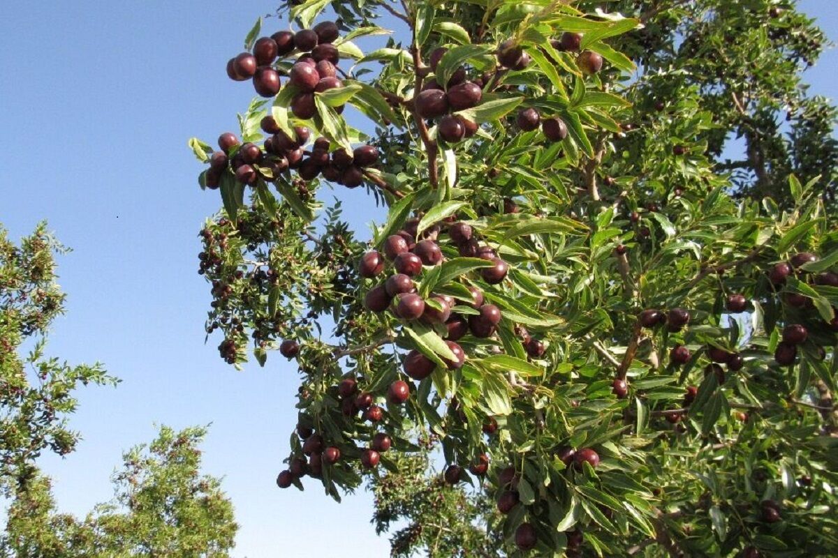 ۷۰ درصد عناب خراسان جنوبی به خارج استان صادر می‌شود