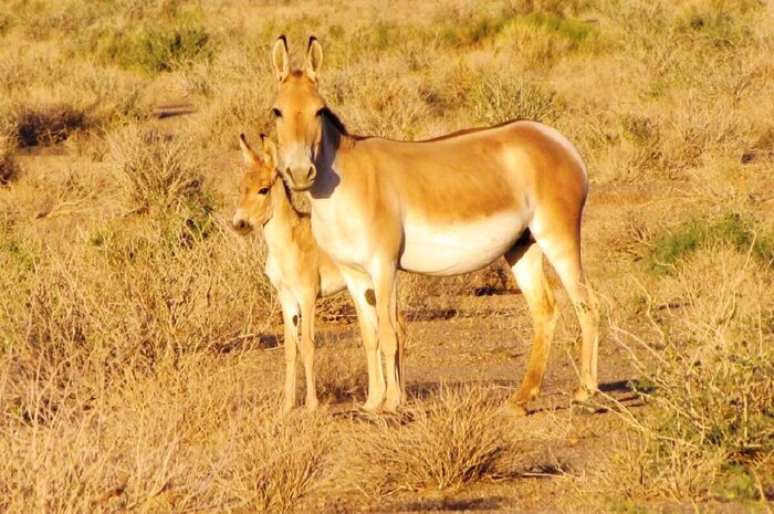 پایداری جمعیت گورخر آسیایی در «آفریقای ایران»