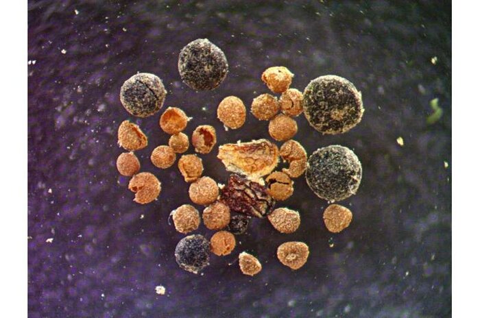 کشف فسیل در گرینلند؛ افشاگر راز سبزشدن جزیرهای یخی