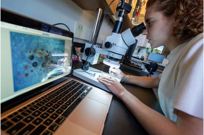 کشف فسیل در گرینلند؛ افشاگر راز سبزشدن جزیرهای یخی