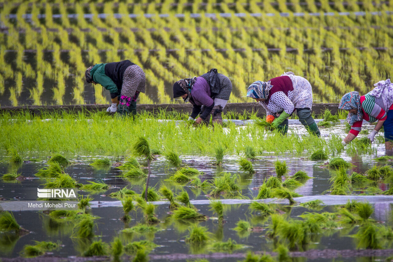 استاندار: اصلاح بذر برای رونق تولید کشاورزی مازندران ضروری است