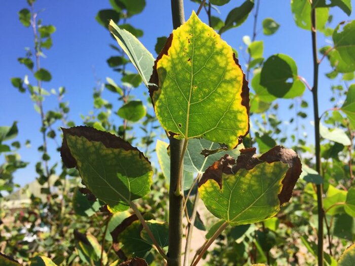 گرمازدگی گیاهان و استراتژی محققان برای باغداران