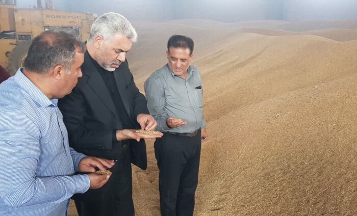 گندم قربانی برنج