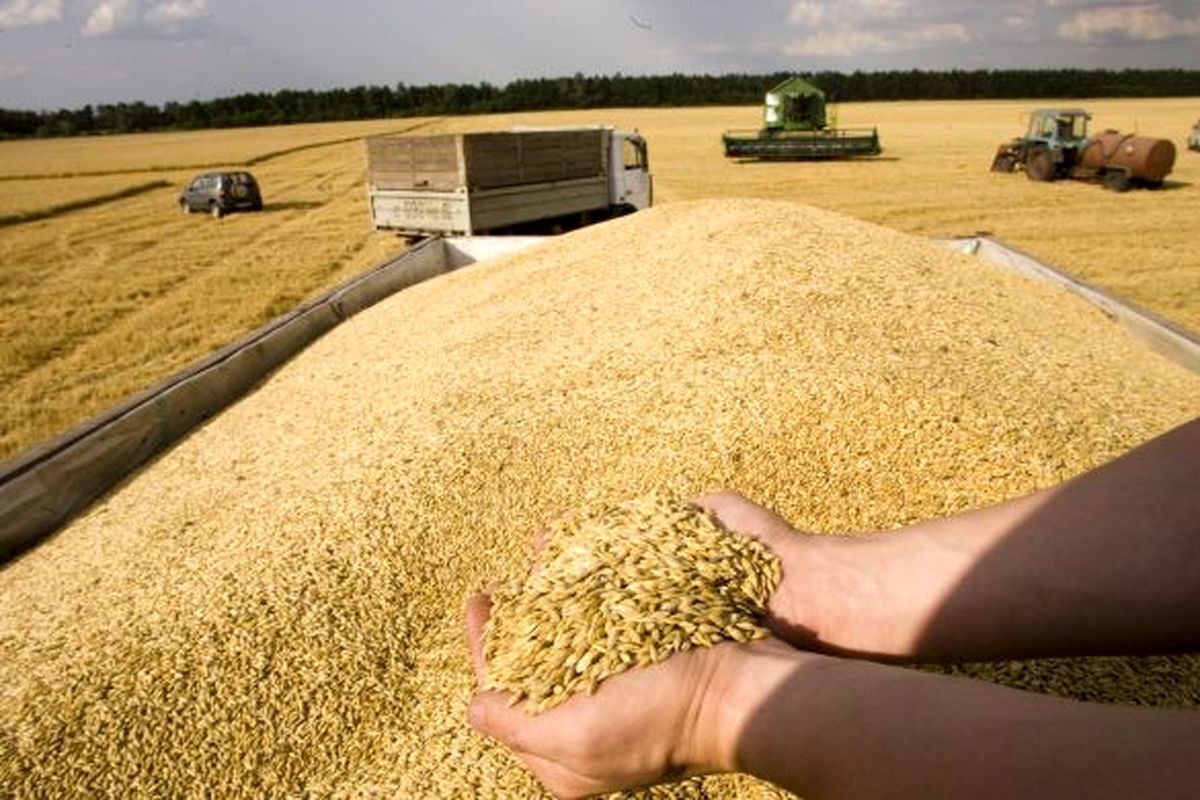 چهارمین مرحله مطالبات گندمکاران کردستانی پرداخت شد