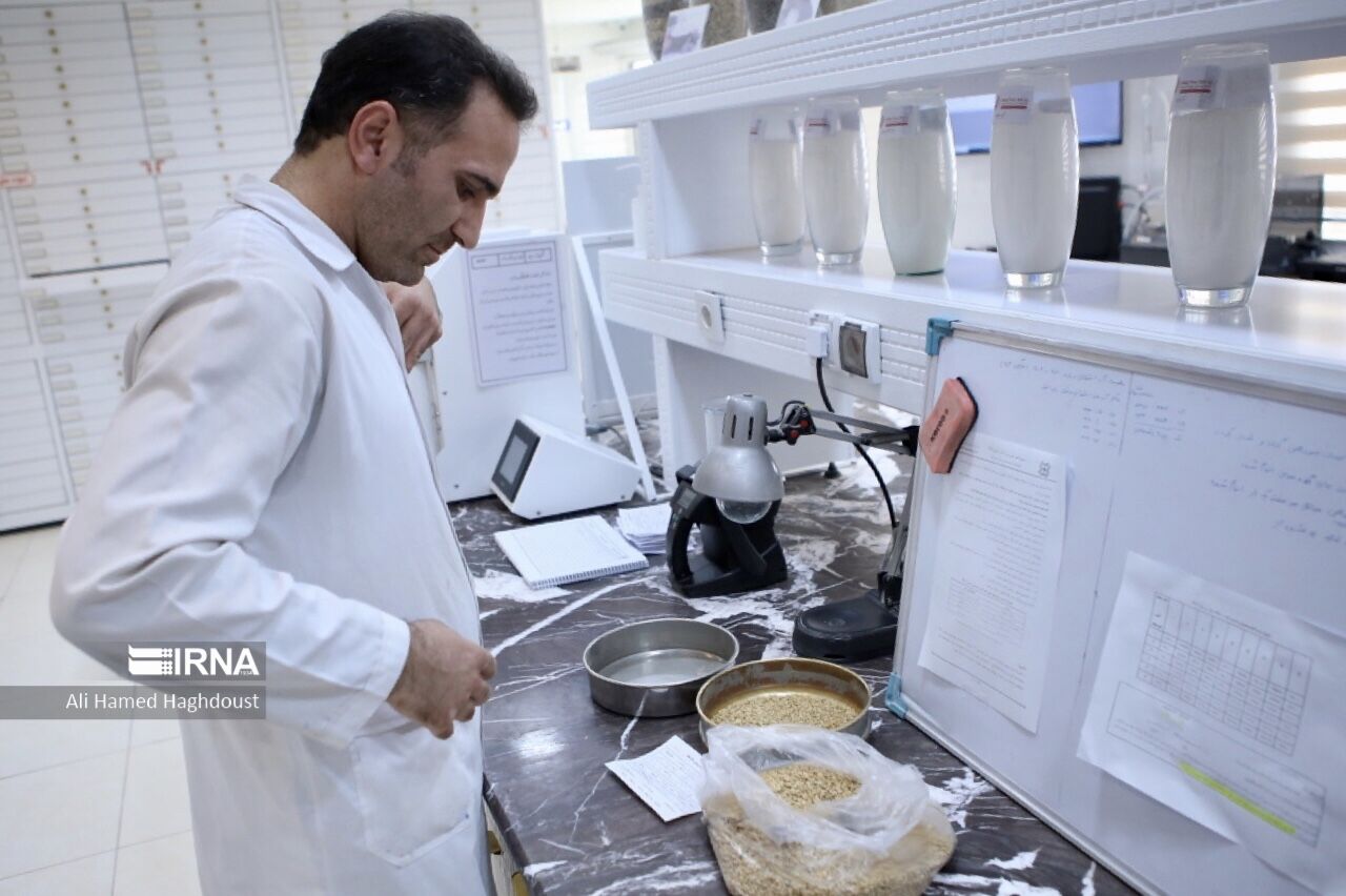 مرغوبیت گندم آذربایجان شرقی چقدر است؟ مرغوبیت گندم آذربایجان شرقی چقدر است؟