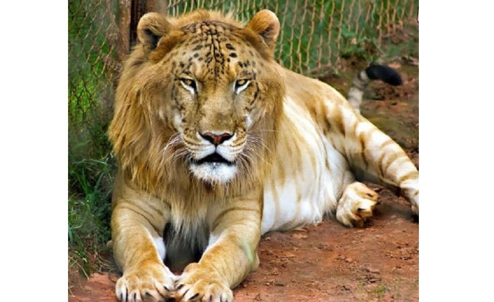 یک قلاده «تایگون» در باغ وحش مشهد تلف شد 1 پایگاه خبری ججین پایگاه خبر ججین