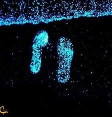 ساحل شبتاب، رویایی در واقعیت