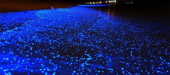 ساحل شبتاب، رویایی در واقعیت