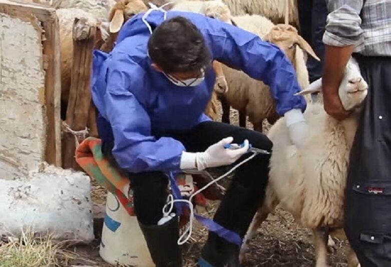 ۹۲ درصد از جمعیت دام آذربایجان شرقی علیه بیماری طاعون واکسینه شد ۹۲ درصد از جمعیت دام آذربایجان شرقی علیه بیماری طاعون واکسینه شد