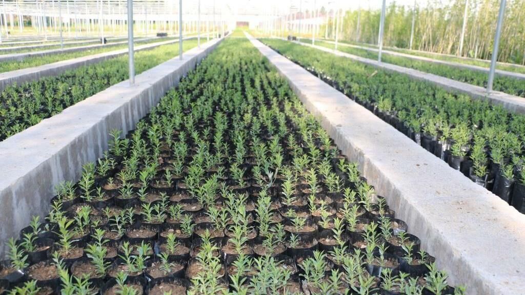 تولید بیش از ۳۰ میلیون اصله نهال در آذربایجان شرقی تولید بیش از ۳۰ میلیون اصله نهال در آذربایجان شرقی