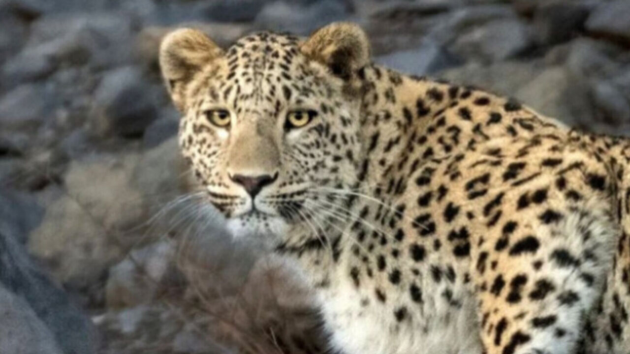 Leopardo iraní en una de las zonas protegidas de Bushehr