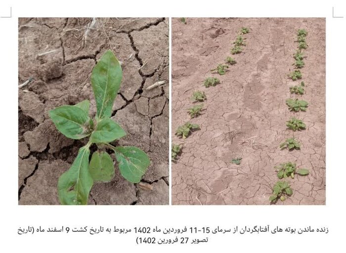 افزایش بهره‌وری اقتصادی آب با تغییر الگوی کشت آفتابگردان در کرمانشاه