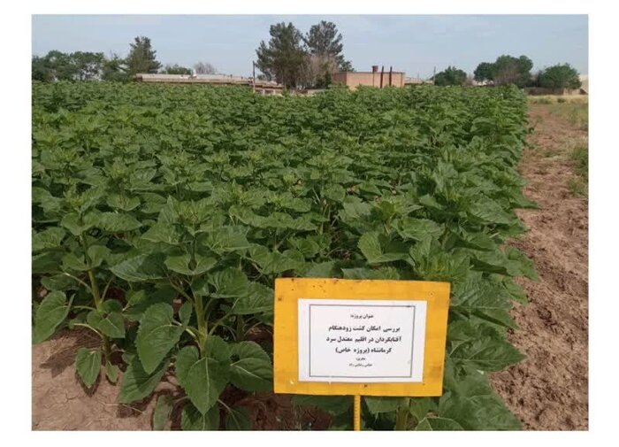 افزایش بهره وری اقتصادی آب با تغییر الگوی کشت آفتابگردان در کرمانشاه