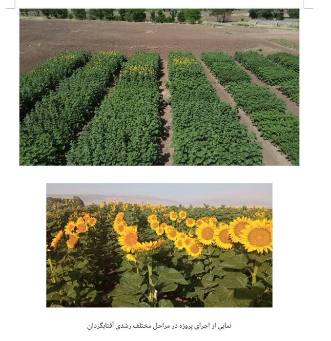 افزایش بهره وری اقتصادی آب با تغییر الگوی کشت آفتابگردان در کرمانشاه