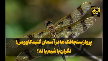 فیلم| پرواز سنجاقک‌ها در آسمان گنبدکاووس، نگران باشیم یا نه ؟