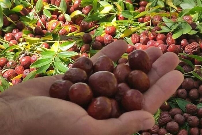 نوبرانه پرخاصیت خراسان جنوبی در راه بازار