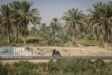 La marche religieuse Arbaeen en Irak