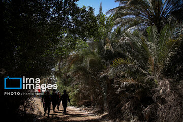 Marche d'Arbaeen:  route de Divaniyeh