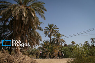 Marche d'Arbaeen:  route de Divaniyeh