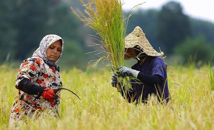 برداشت برنج در ۹۹ درصد شالیزارهای محمودآباد