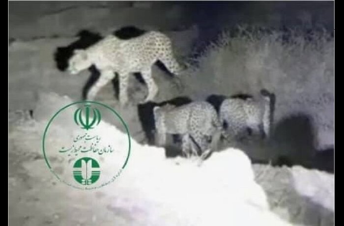 ۱۰ فقره مشاهده مستقیم یوز در منطقه یوزکنام پل ابریشم نتیجه حفاظت مشارکتی