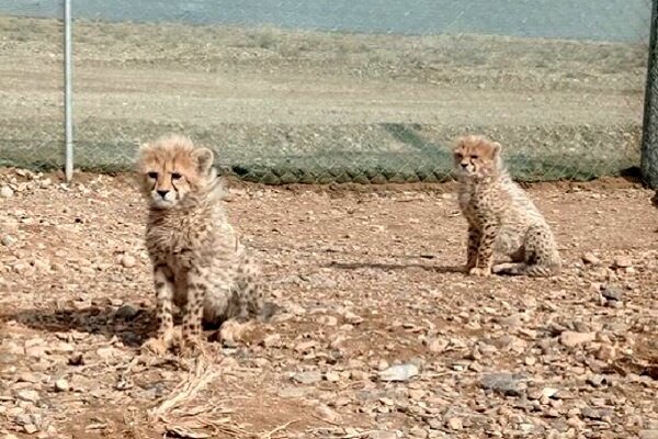 ۱۰ فقره مشاهده مستقیم یوز در منطقه یوزکنام پل ابریشم نتیجه حفاظت مشارکتی