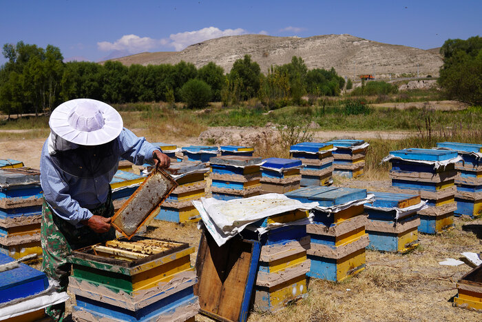 زنبورداران در بنبست کمبود شکر و نابودی کُلنیها