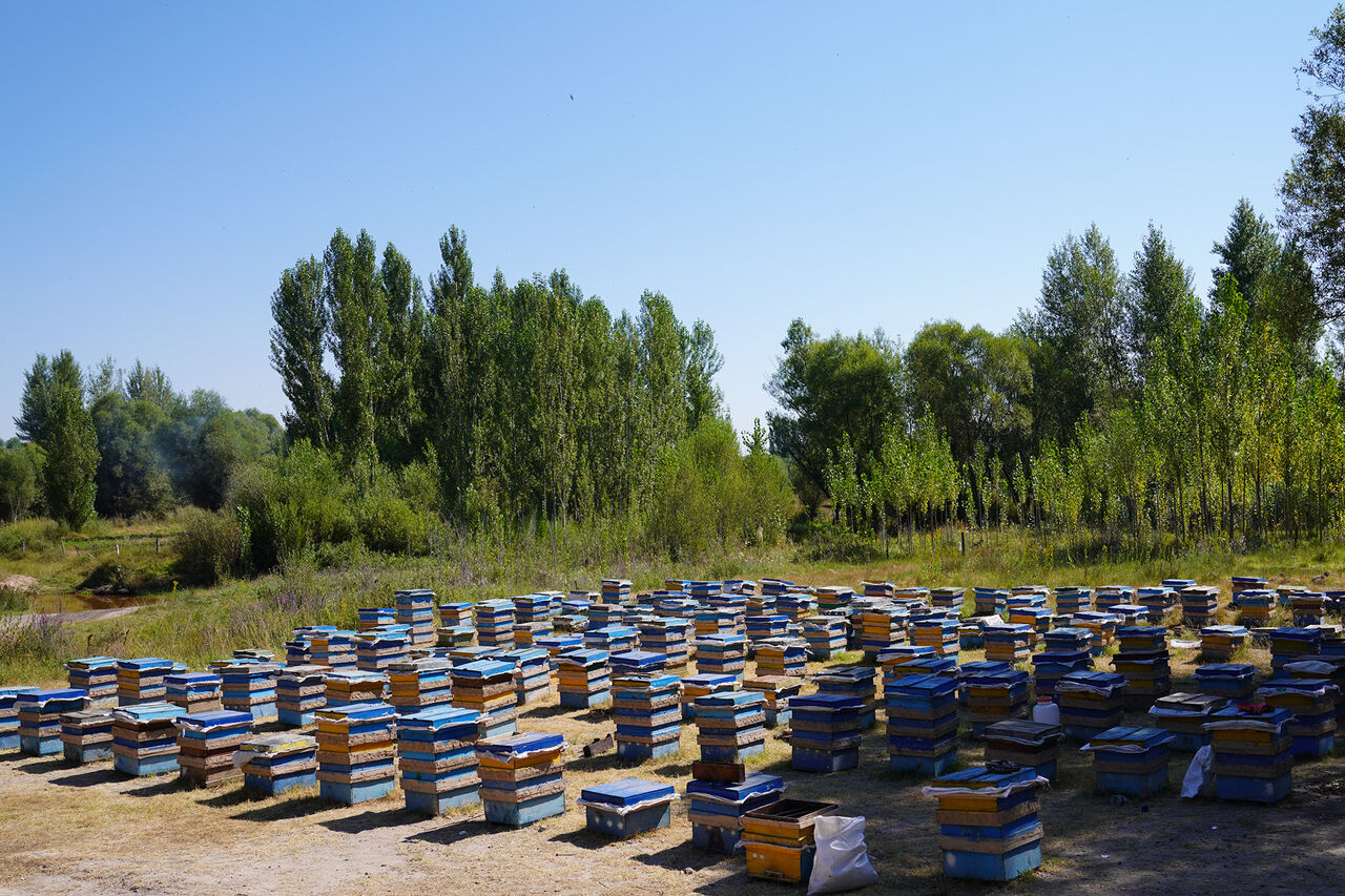 Marand Hosts Over 32,000 Bee Colonies