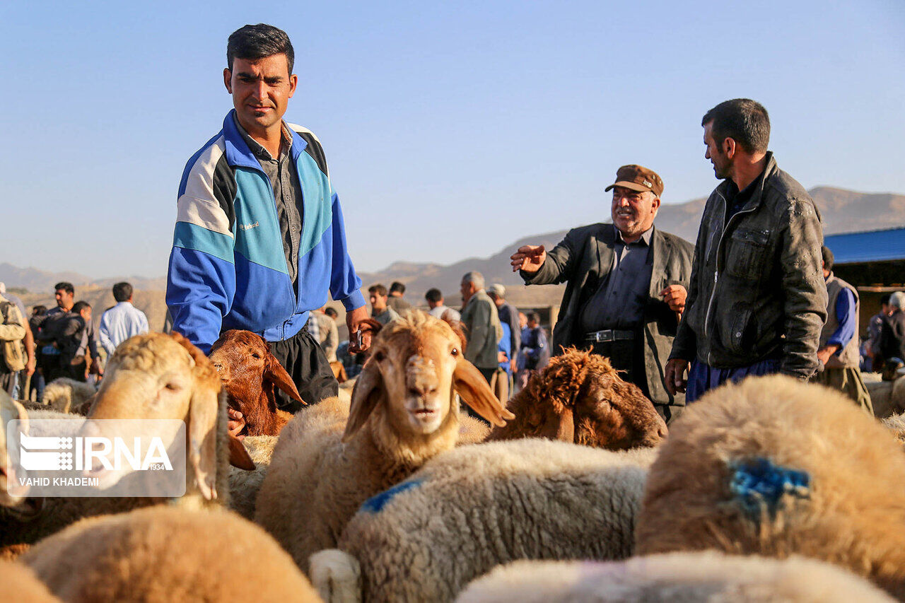 پایان جان سختی کشتارگاه سنتی چالوس در برابر تخریب +فیلم