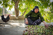 آغاز برداشت محصول در قطب گردوی لرستان