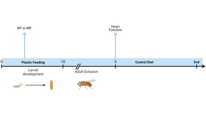 ریزپلاستیکها اندازه و عملکرد قلب مگس میوه را تغییر میدهند