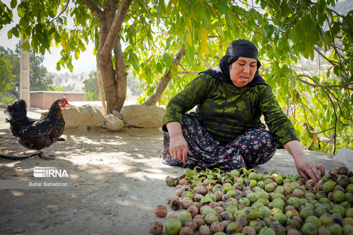 خطر خشک شدن در کمین ۱۰۰ گردوی کهنسال دلی رچ مارگون/راه روستا بحرانی است