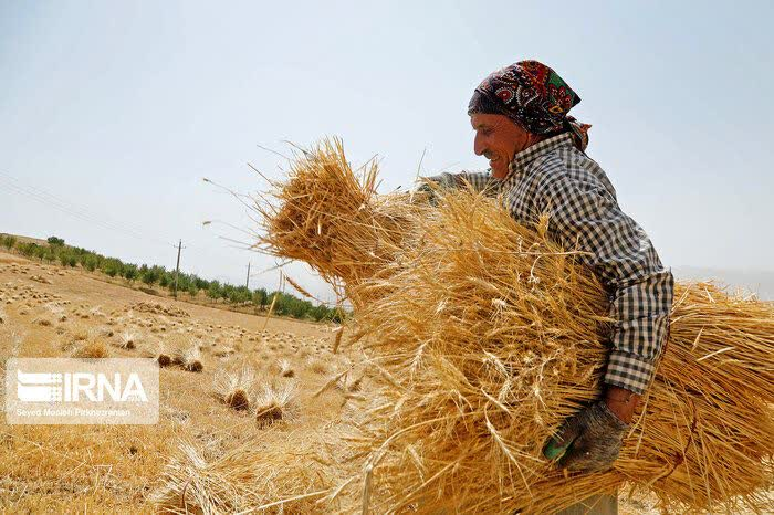 اسلامشهر قطب تولید محصولات کشاورزی استان تهران