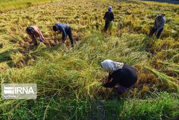 دانش بنیان کردن و افزایش بهره‌وری راهبردهای مهم سازمان تات است